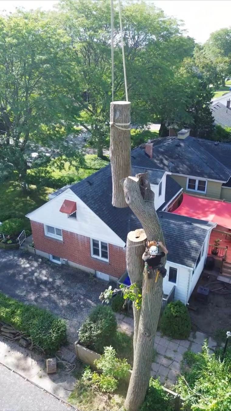 Tree B Gone climber cutting down a large tree by crane in a residential backyard