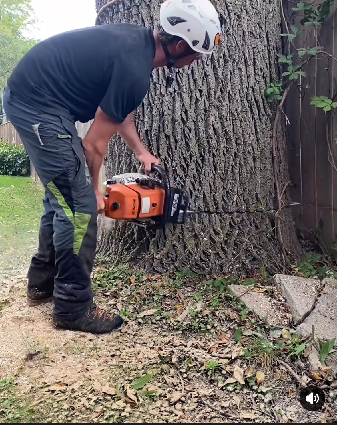 Crew member making a controlled cut at the base of a large tree